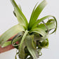 Bilde av Tillandsia streptophylla-Spanne Plantesalg