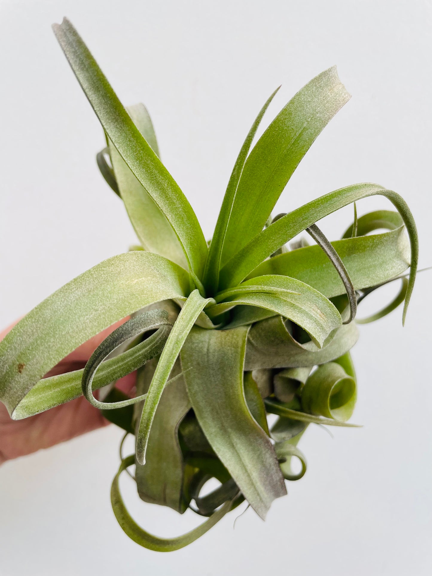 Bilde av Tillandsia streptophylla-Spanne Plantesalg