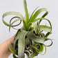 Bilde av Tillandsia streptophylla-Spanne Plantesalg