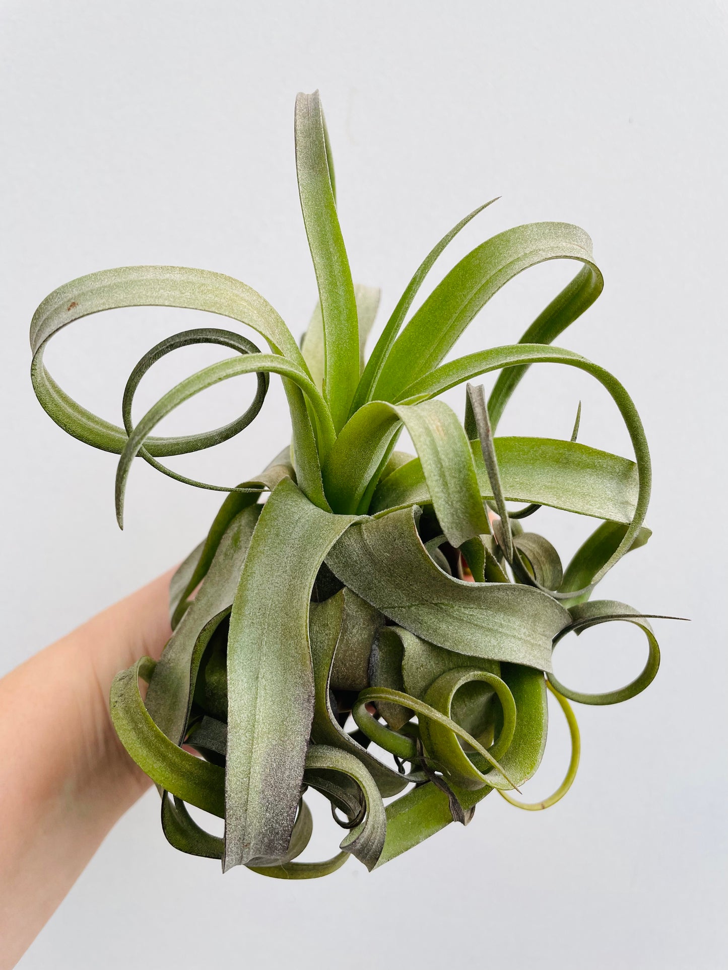 Bilde av Tillandsia streptophylla-Spanne Plantesalg