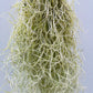 Bilde av Tillandsia usneoides-Spanne Plantesalg