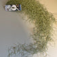 Bilde av Tillandsia Usneoides 50cm-Spanne Plantesalg