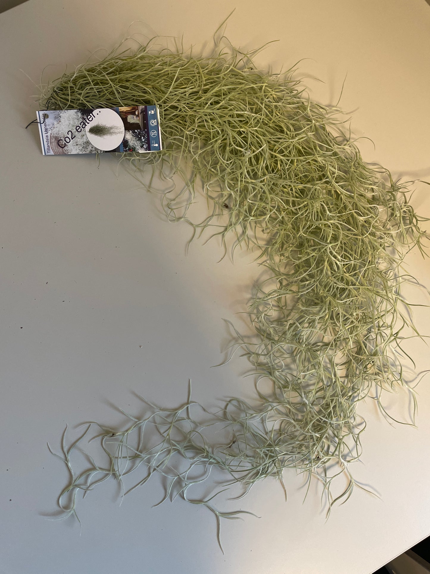 Bilde av Tillandsia Usneoides 50cm-Spanne Plantesalg