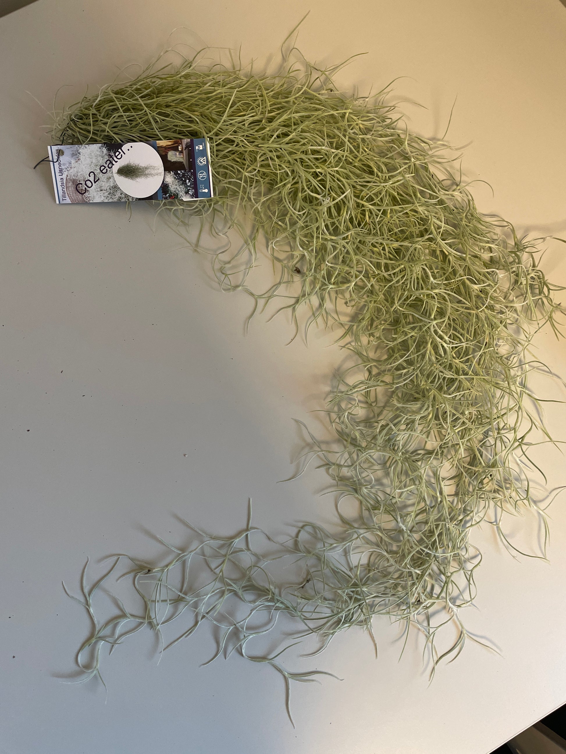 Bilde av Tillandsia Usneoides 50cm-Spanne Plantesalg