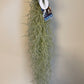 Bilde av Tillandsia Usneoides 50cm-Spanne Plantesalg