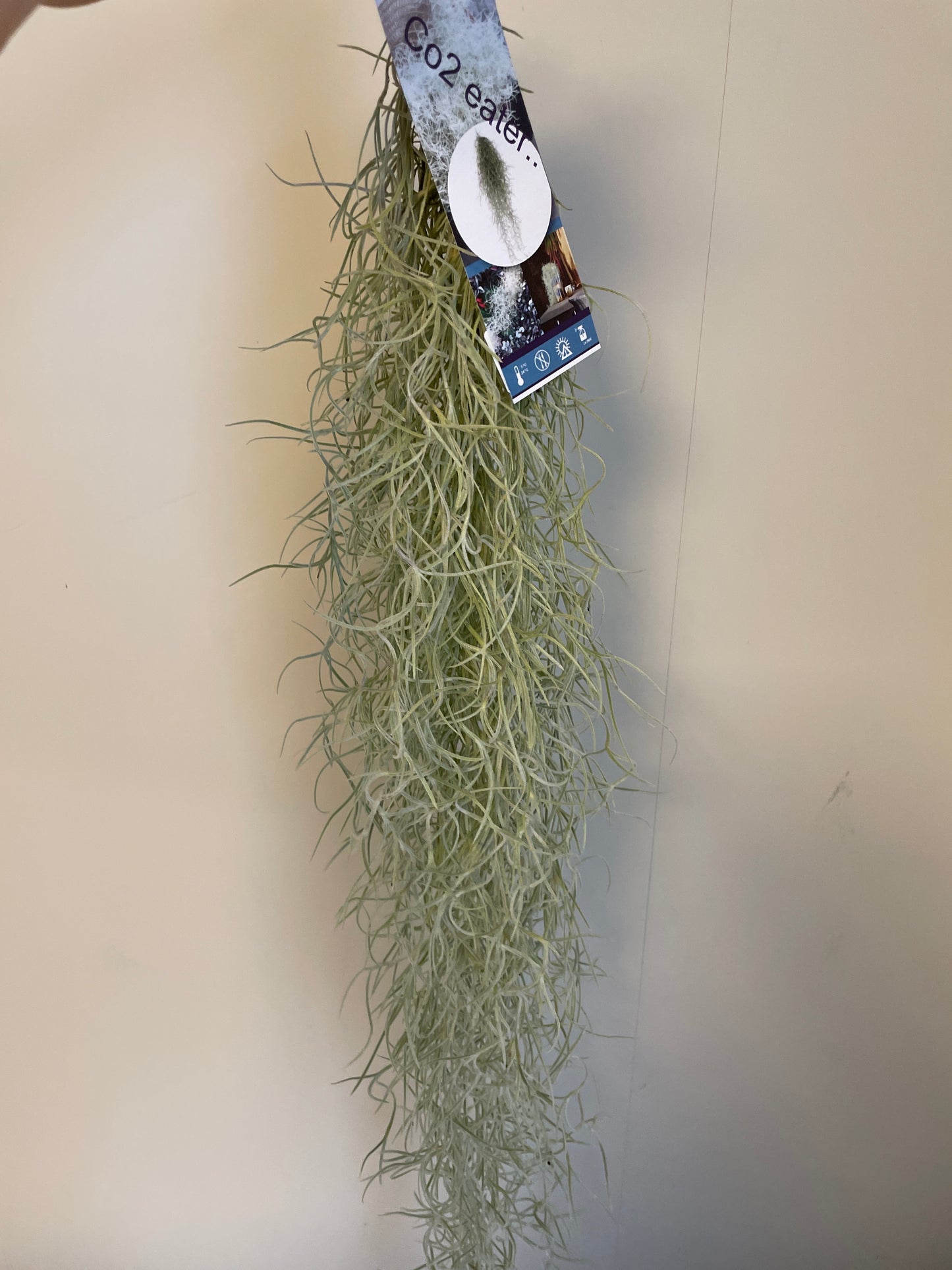 Bilde av Tillandsia Usneoides 50cm-Spanne Plantesalg