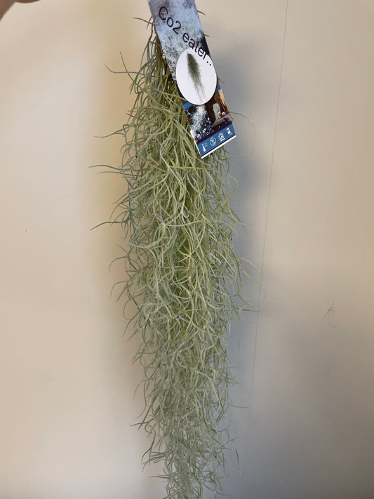 Bilde av Tillandsia Usneoides 50cm-Spanne Plantesalg