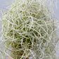 Bilde av Tillandsia usneoides-Spanne Plantesalg
