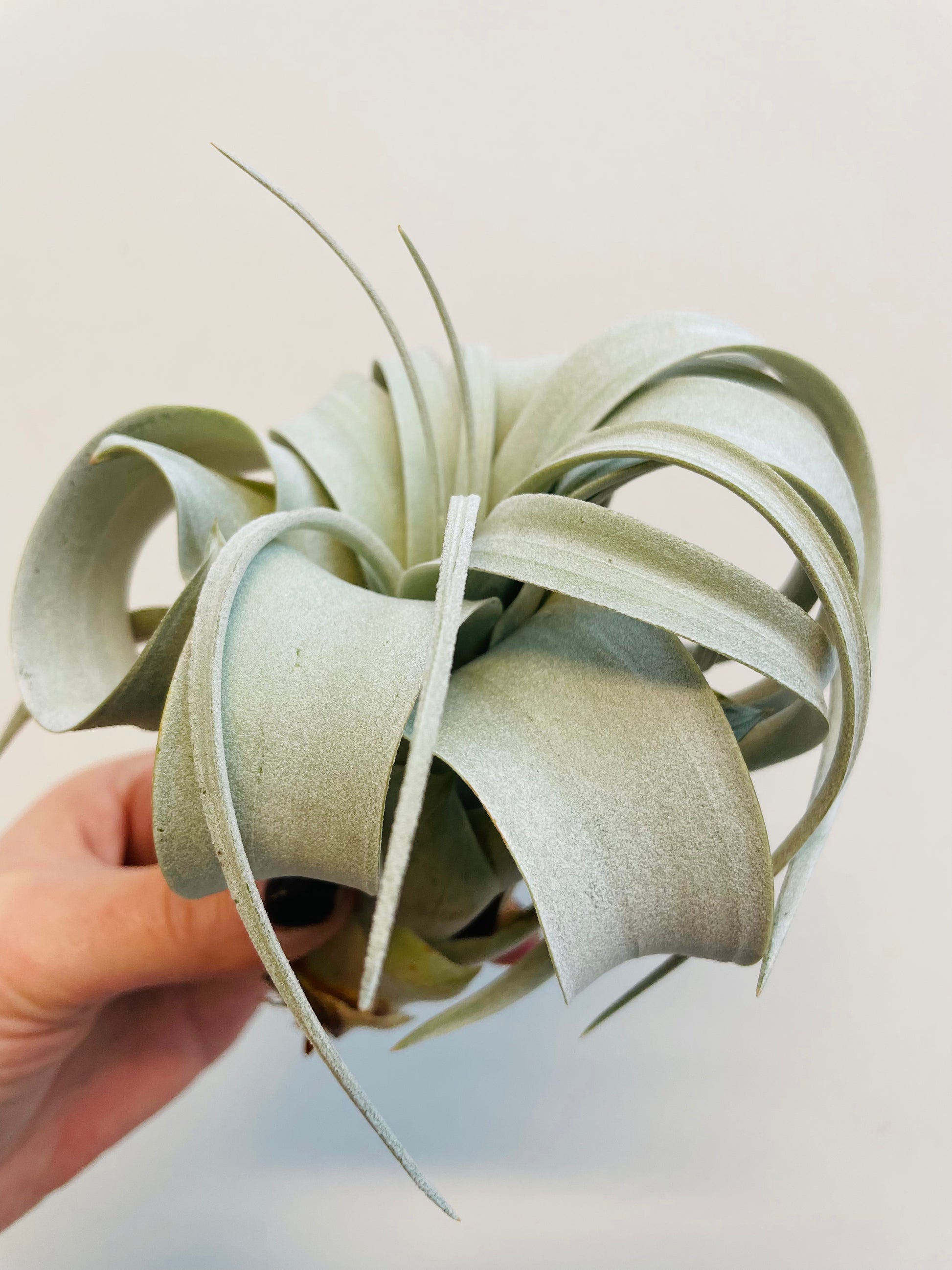 Bilde av Tillandsia xerographica-Spanne Plantesalg