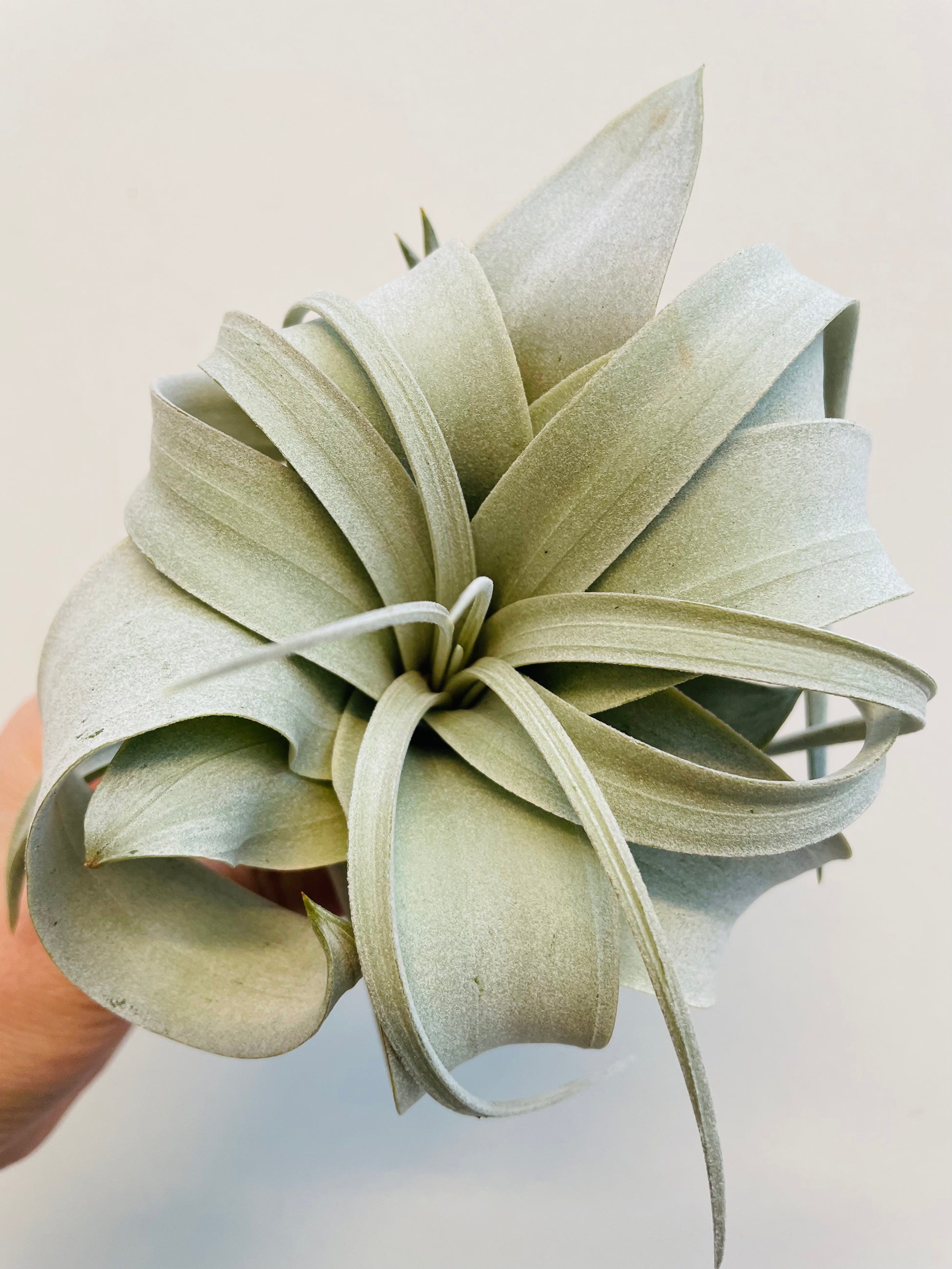 Bilde av Tillandsia xerographica-Spanne Plantesalg