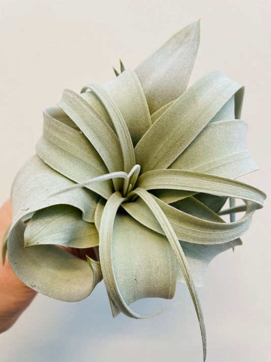 Bilde av Tillandsia xerographica-Spanne Plantesalg