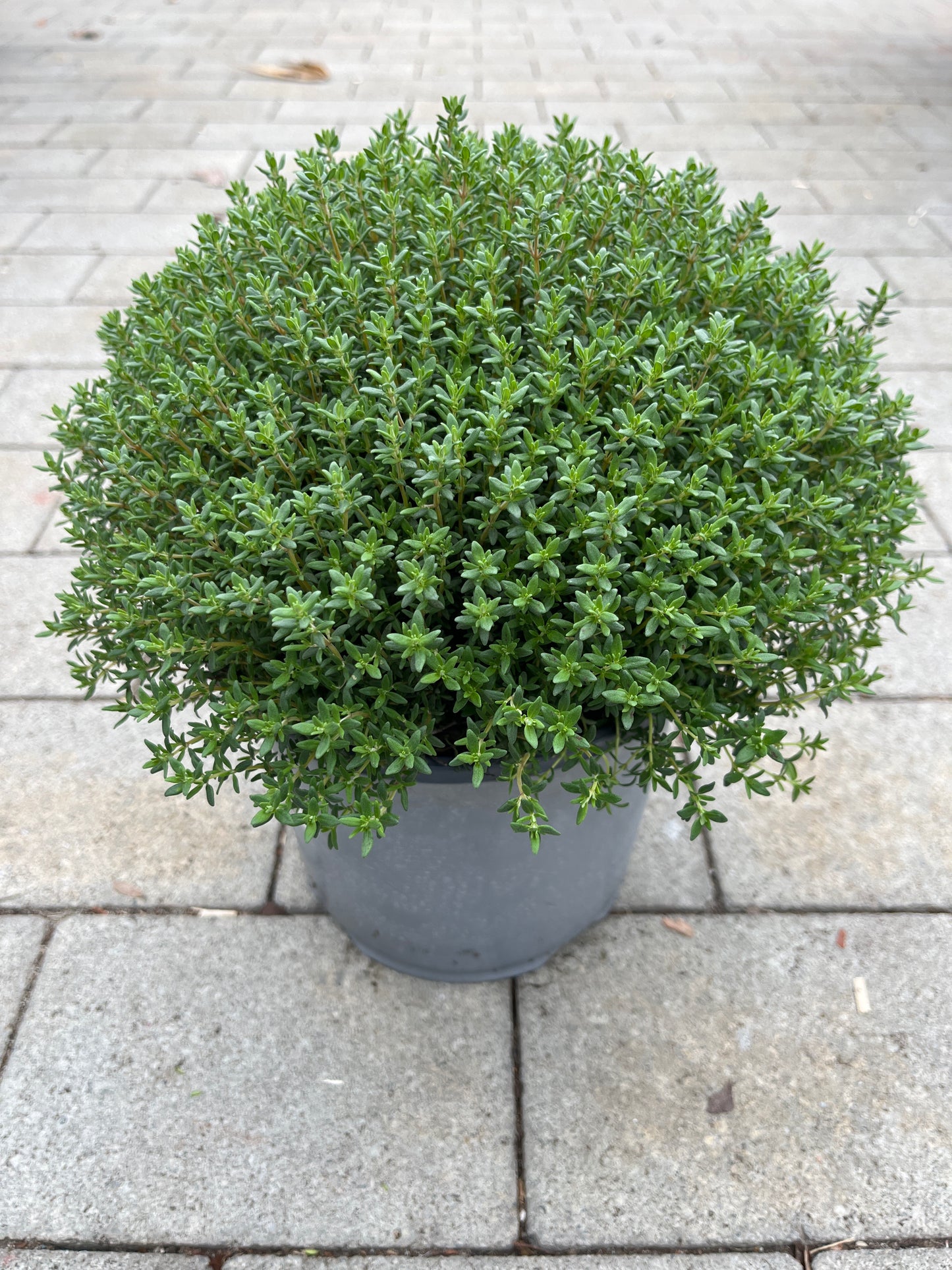 Bilde av TIMIAN BUSK-Spanne Plantesalg
