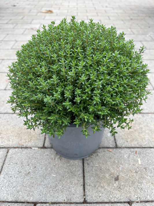 Bilde av TIMIAN BUSK-Spanne Plantesalg
