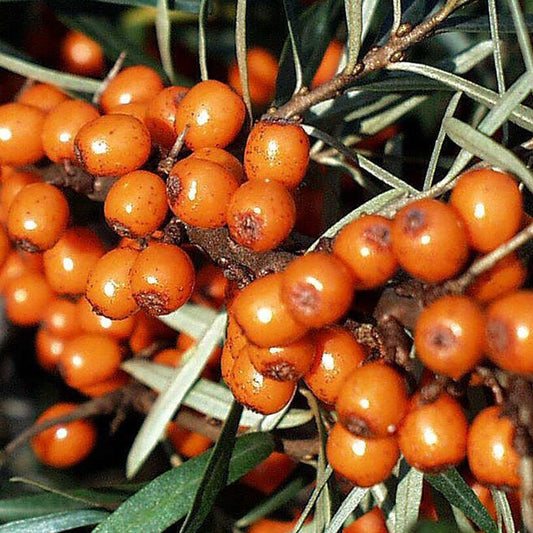 Bilde av Tinnved Hippophae rhamn. 'Leikora'-Spanne Plantesalg