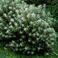 Bilde av Tinnved / Hippophae rhamnoides 'Hikul'-Spanne Plantesalg