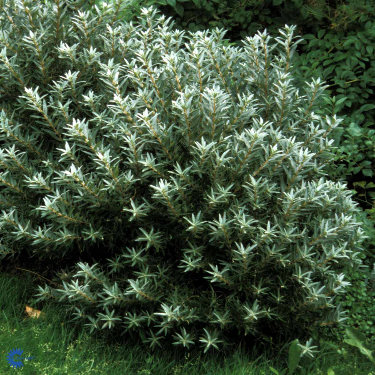 Bilde av Tinnved / Hippophae rhamnoides 'Hikul'-Spanne Plantesalg