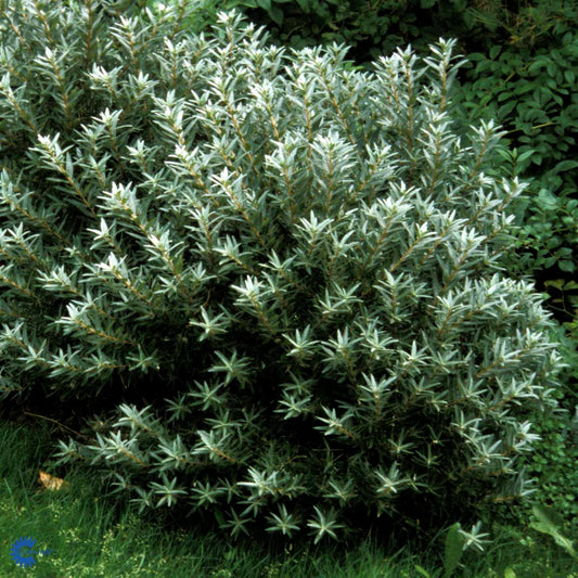 Bilde av Tinnved / Hippophae rhamnoides 'Hikul'-Spanne Plantesalg