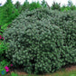Bilde av Tinnved / Hippophae rhamnoides 'Hikul'-Spanne Plantesalg