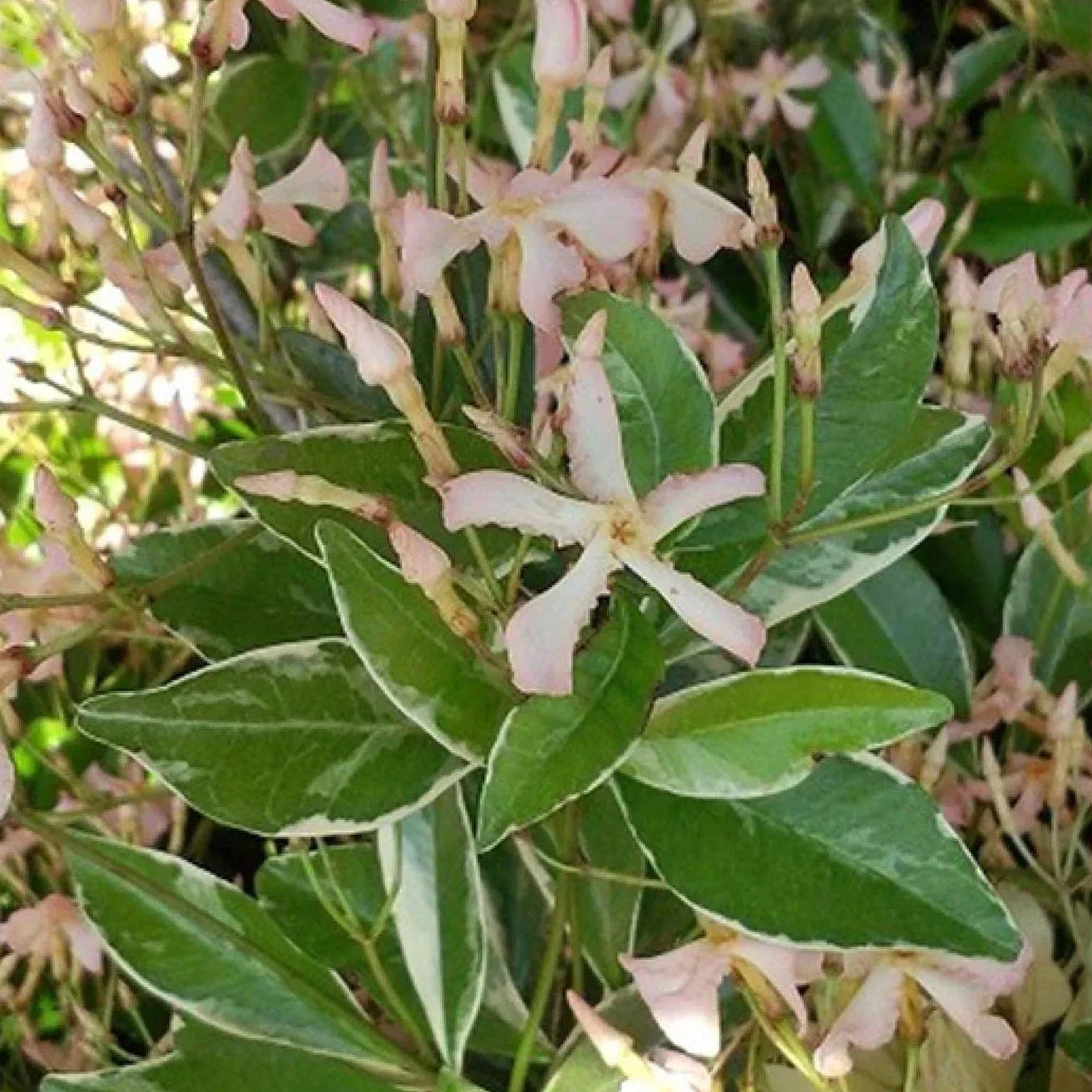 Bilde av Trachelospermum as. Star of Milano-Spanne Plantesalg