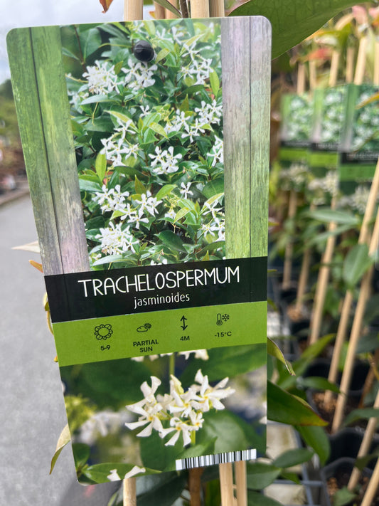 Bilde av TRACHELOSPERMUM JASMINOIDES-Spanne Plantesalg