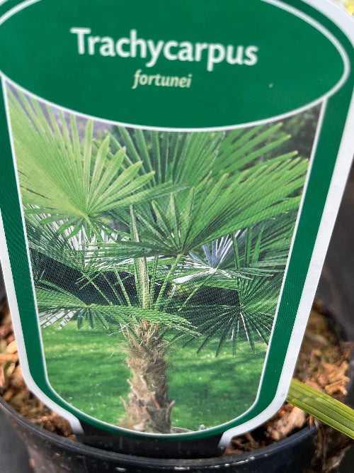 Bilde av Trachycarpus fortunei-Spanne Plantesalg