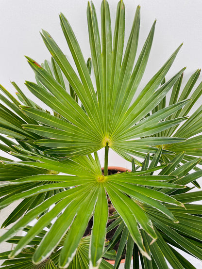 Bilde av Trachycarpus Wagnerianus-Spanne Plantesalg
