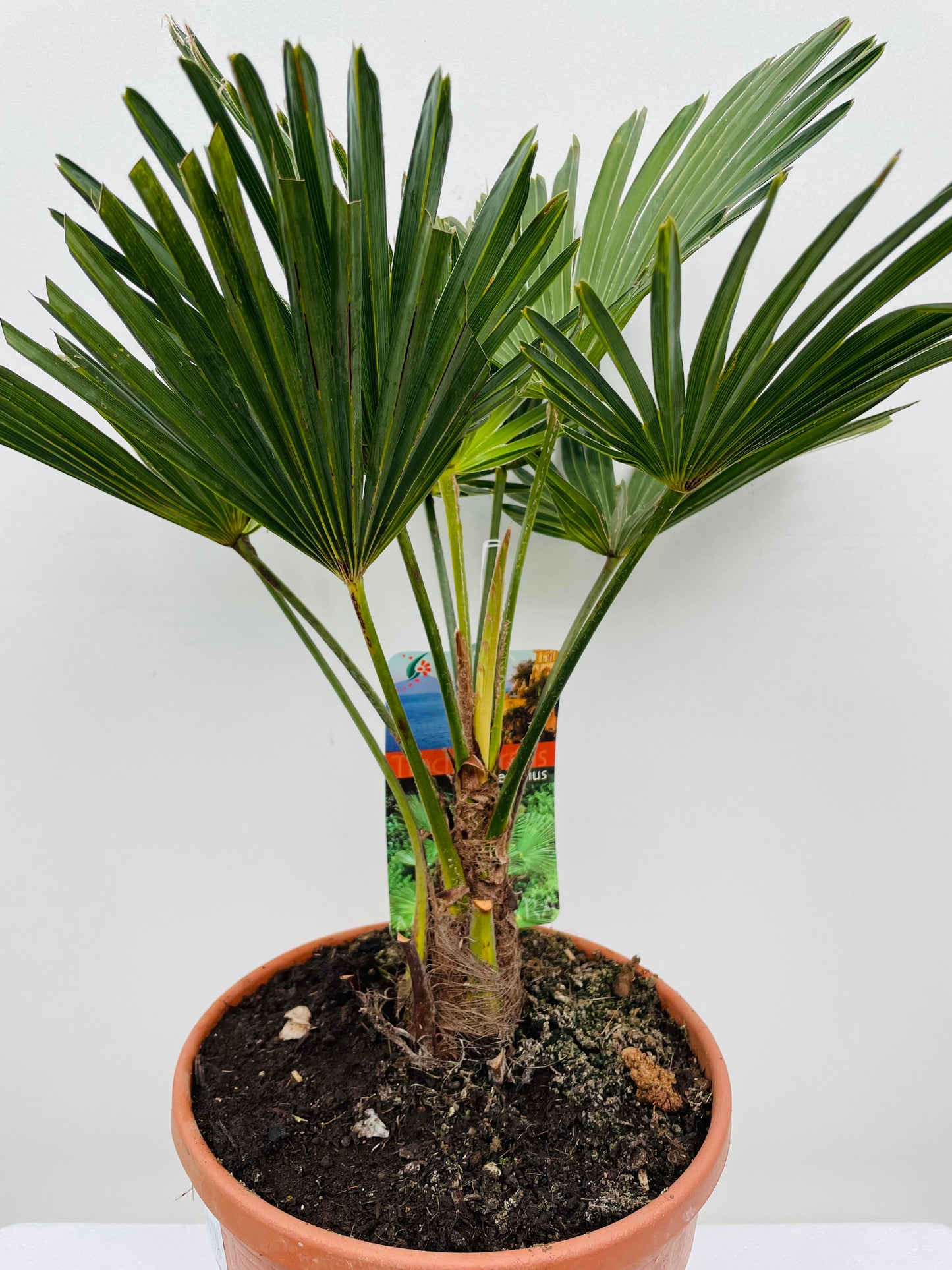 Bilde av Trachycarpus Wagnerianus-Spanne Plantesalg