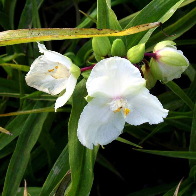 Bilde av Tradescantia (A) 'Innocence'-Spanne Plantesalg