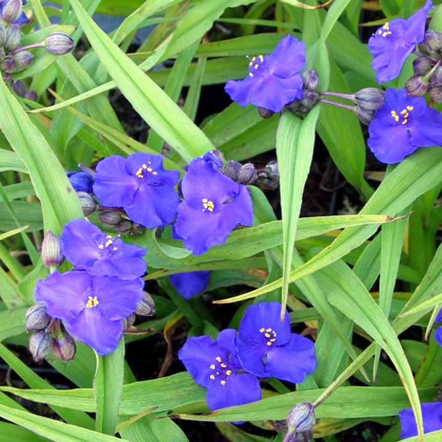 Bilde av Tradescantia (A) 'Zwanenburg Blue'-Spanne Plantesalg