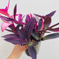 Bilde av Tradescantia pallida-Spanne Plantesalg