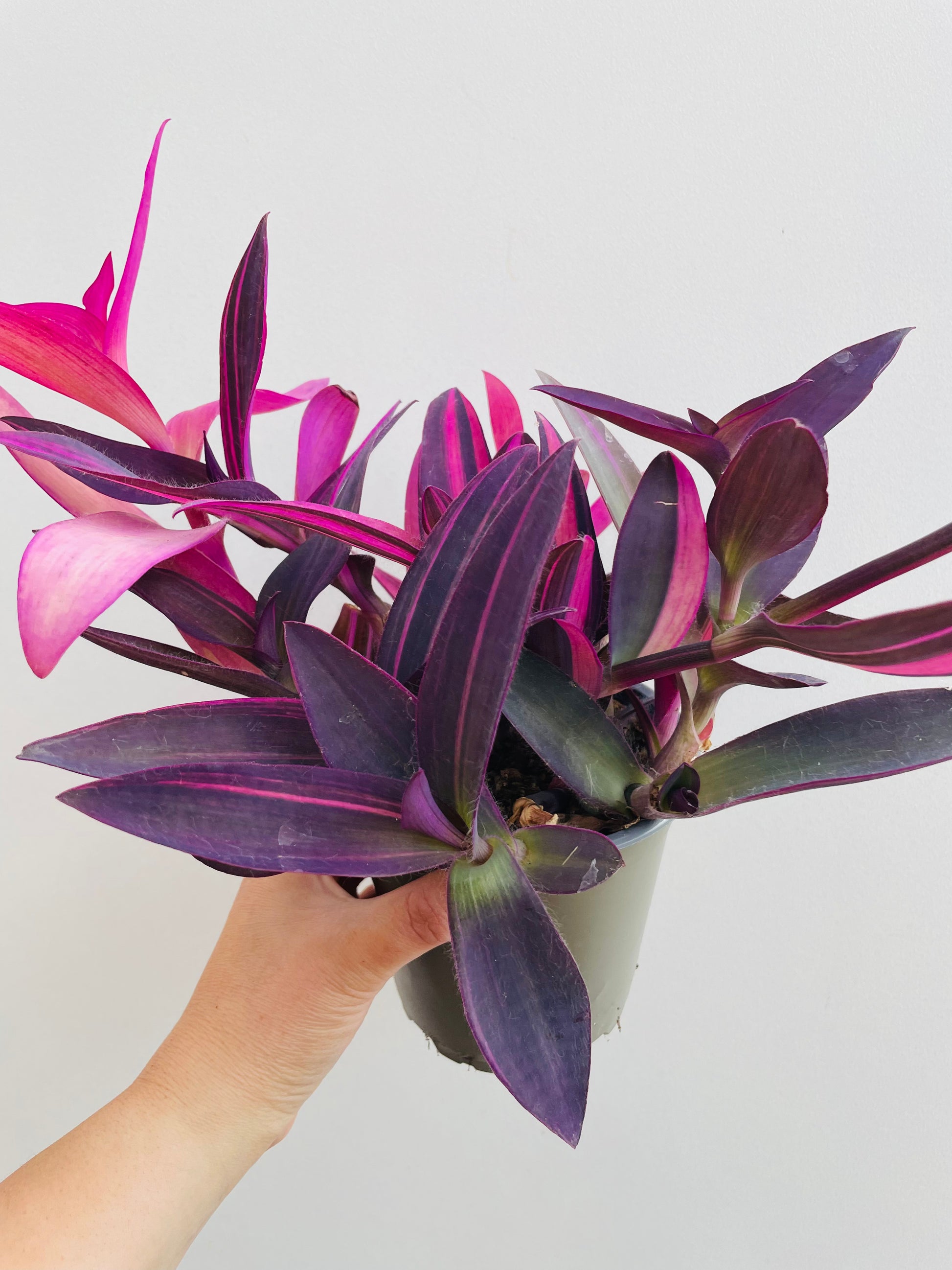 Bilde av Tradescantia pallida-Spanne Plantesalg