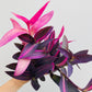 Bilde av Tradescantia pallida-Spanne Plantesalg