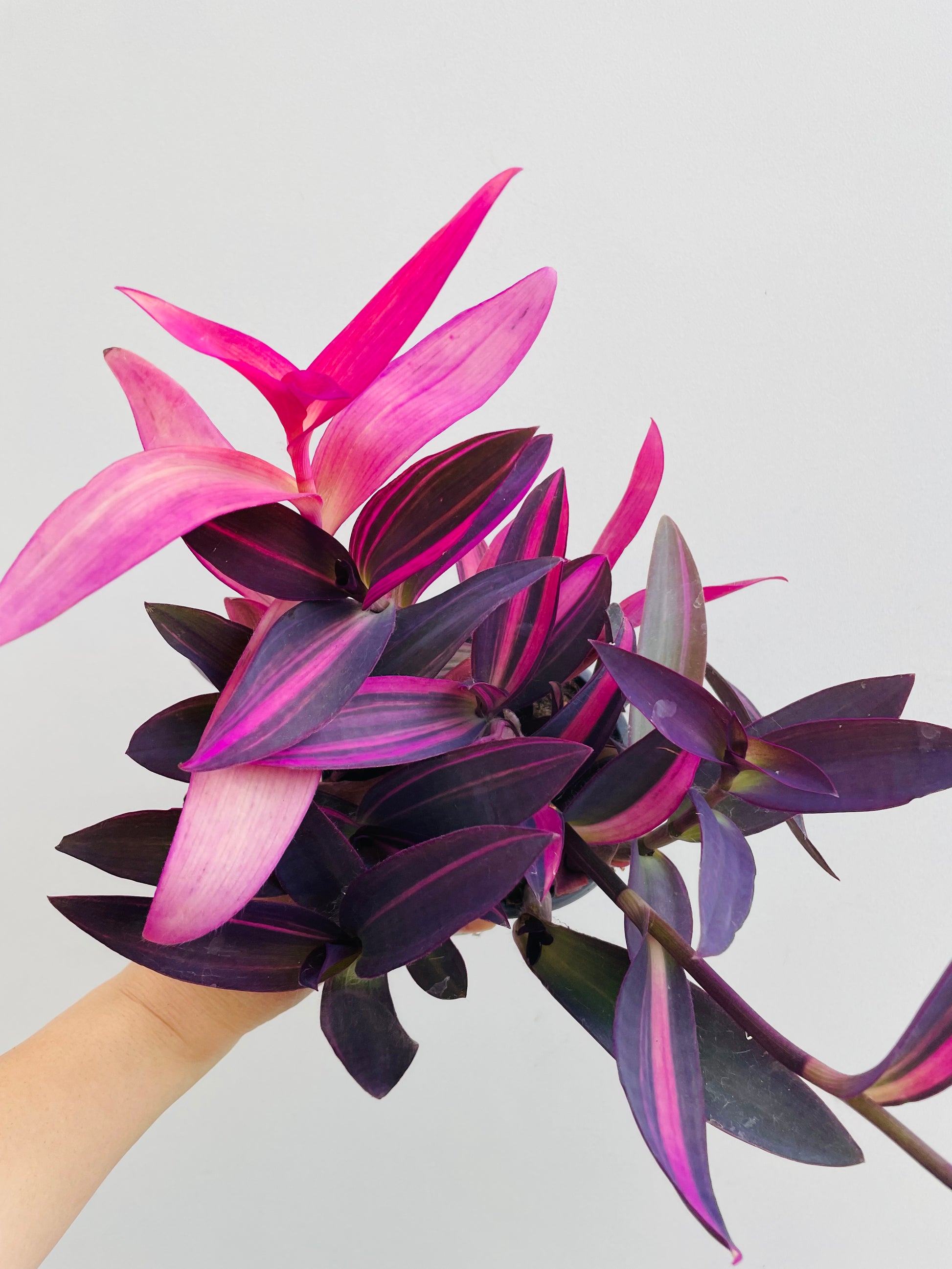 Bilde av Tradescantia pallida-Spanne Plantesalg