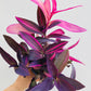 Bilde av Tradescantia pallida-Spanne Plantesalg