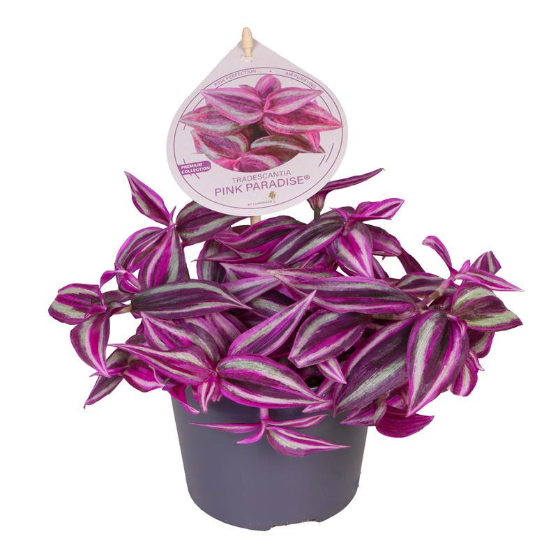 Bilde av Tradescantia ‘Pink Paradise’-Spanne Plantesalg