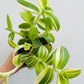 Bilde av Tradescantia sillamontana f. variegata-Spanne Plantesalg