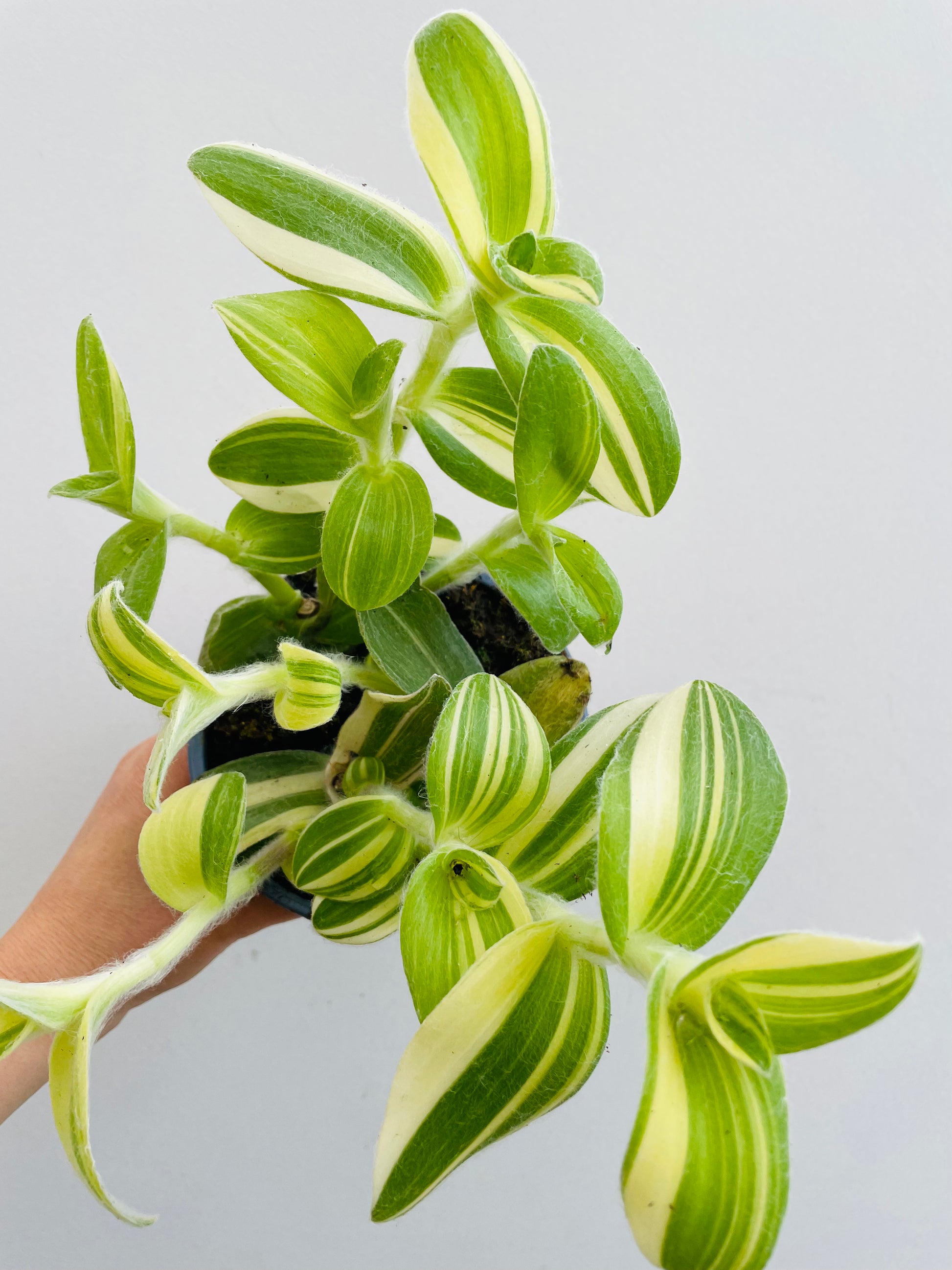 Bilde av Tradescantia sillamontana f. variegata-Spanne Plantesalg
