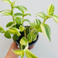 Bilde av Tradescantia sillamontana f. variegata-Spanne Plantesalg