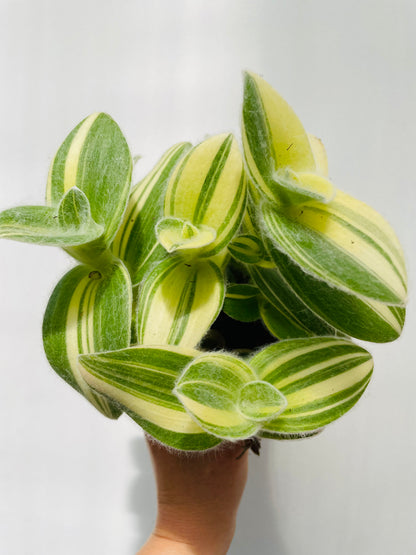 Tradescantia sillamontana variegata