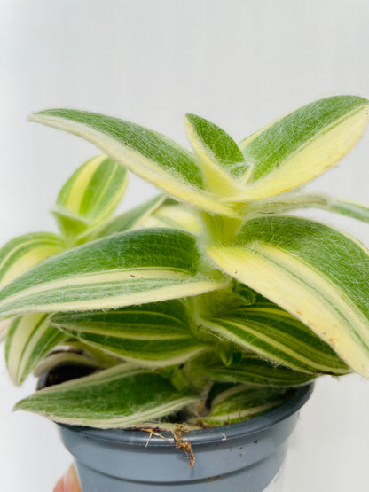 Tradescantia sillamontana variegata