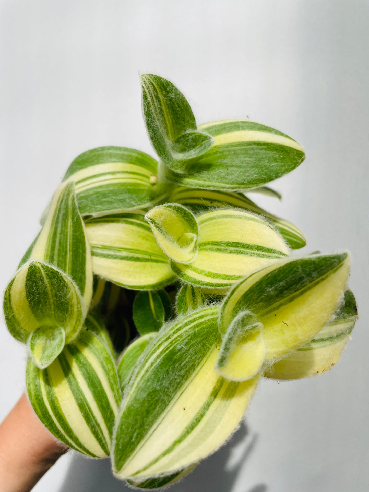 Tradescantia sillamontana variegata