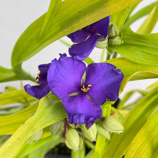 Bilde av Tradescantia 'Sweet Kate'-Spanne Plantesalg