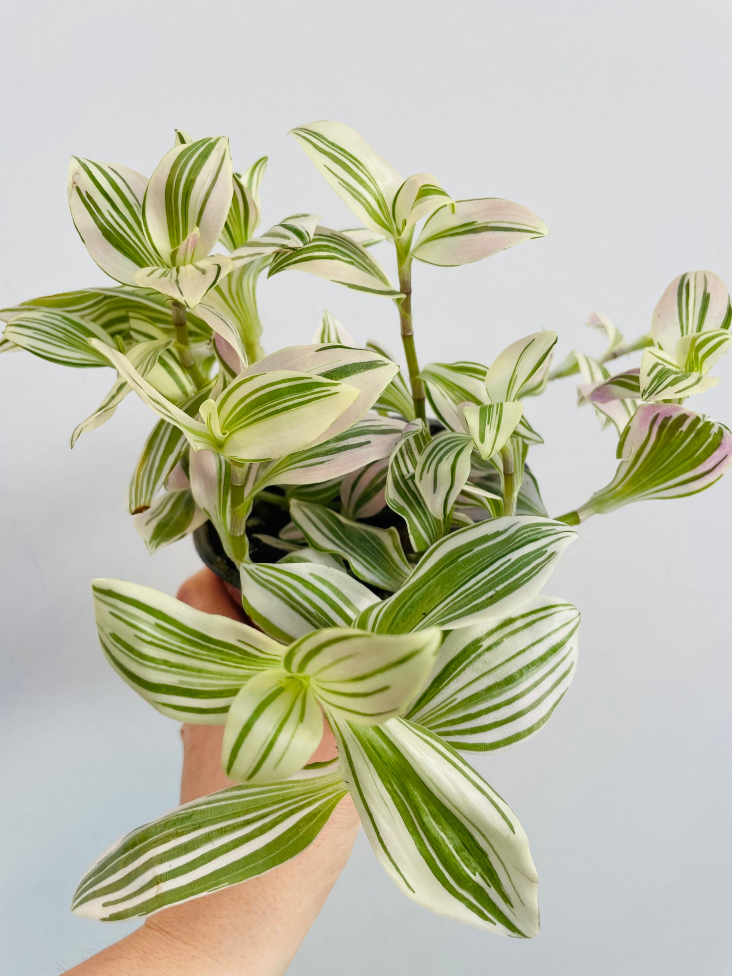 Bilde av Tradescantia 'Unicorn'-Spanne Plantesalg