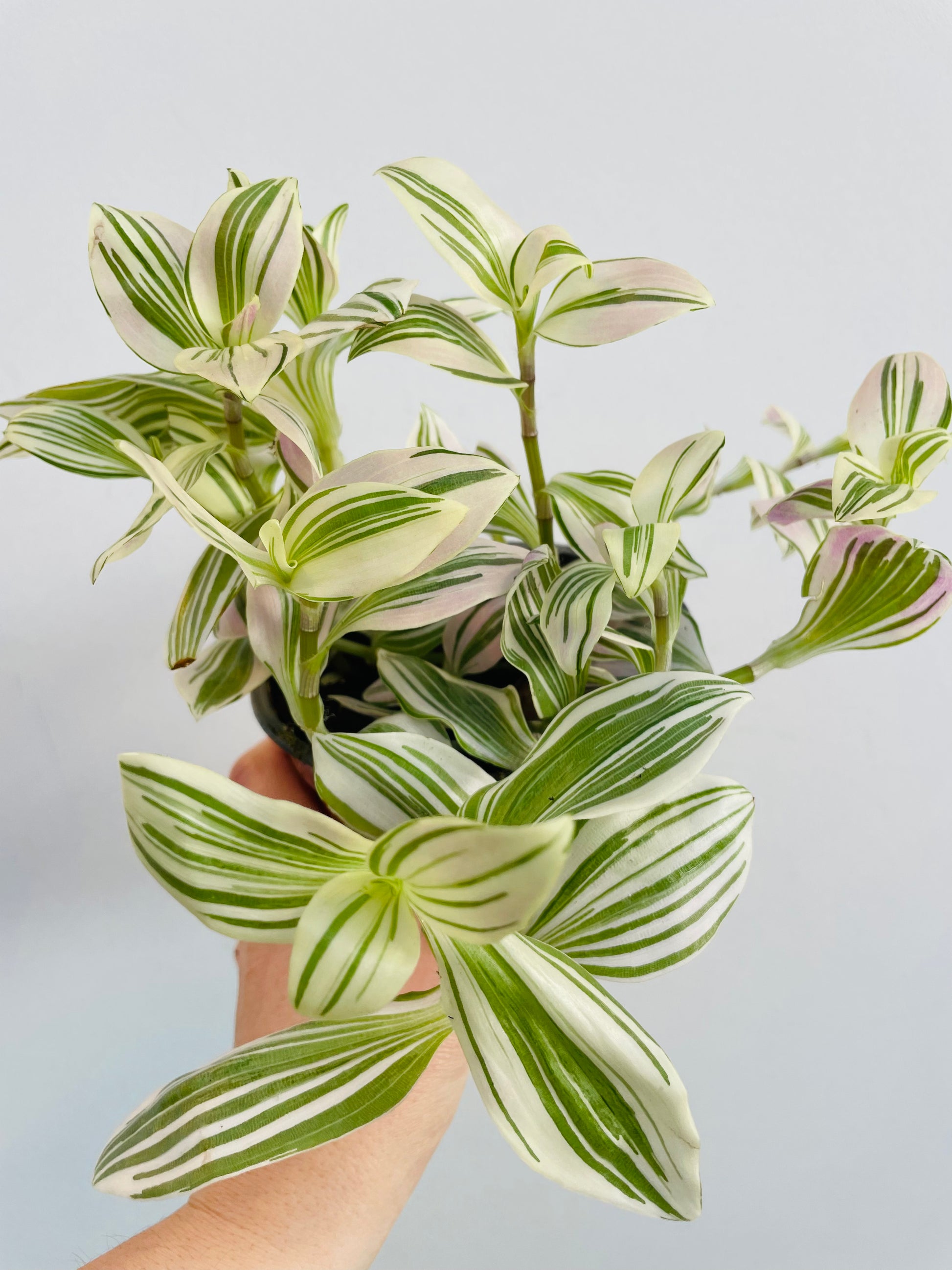 Bilde av Tradescantia 'Unicorn'-Spanne Plantesalg