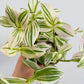 Bilde av Tradescantia 'Unicorn'-Spanne Plantesalg