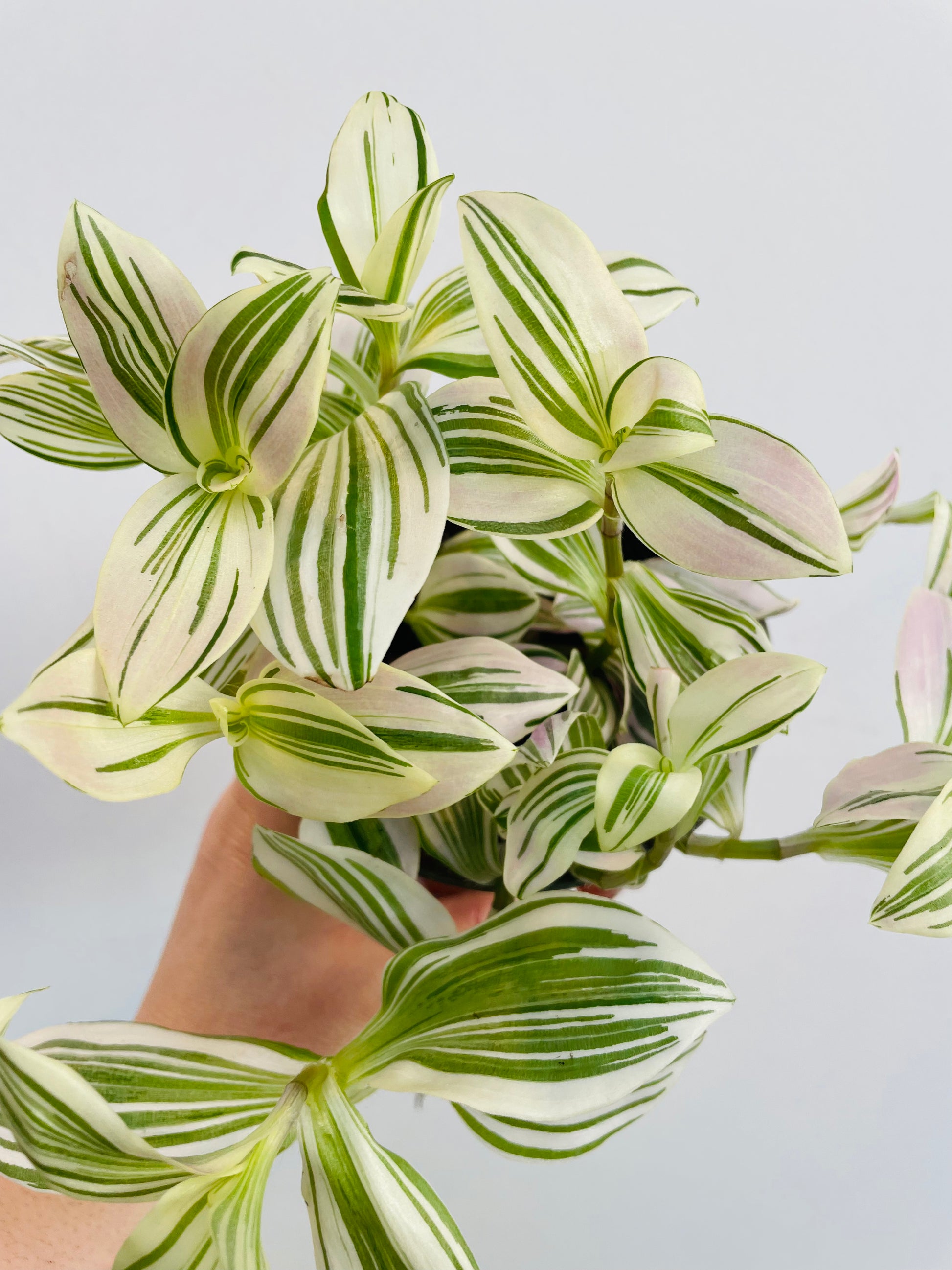 Bilde av Tradescantia 'Unicorn'-Spanne Plantesalg