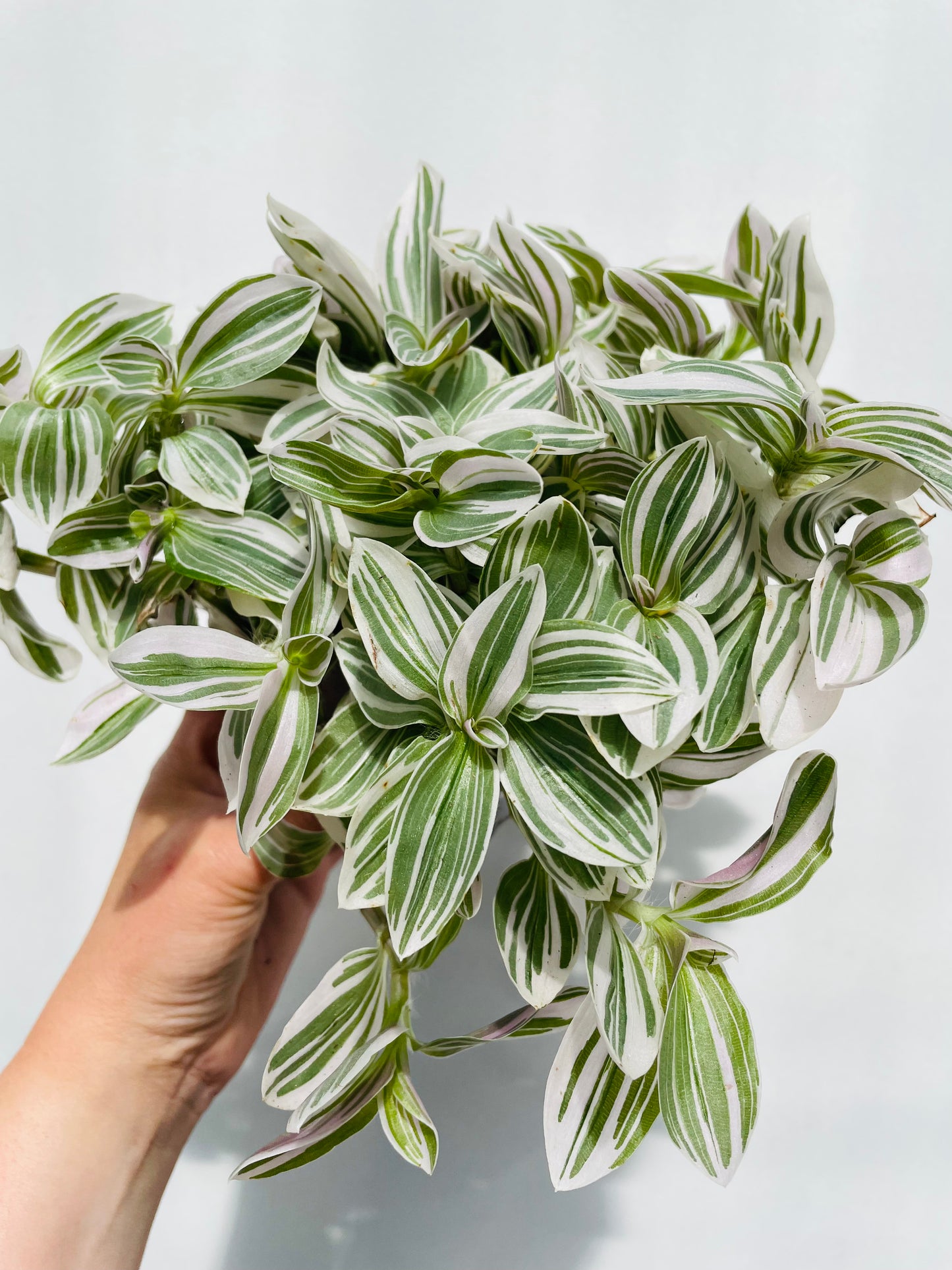 Bilde av Tradescantia 'White Cobra’-Spanne Plantesalg
