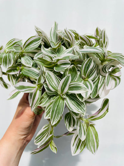 Bilde av Tradescantia 'White Cobra’-Spanne Plantesalg
