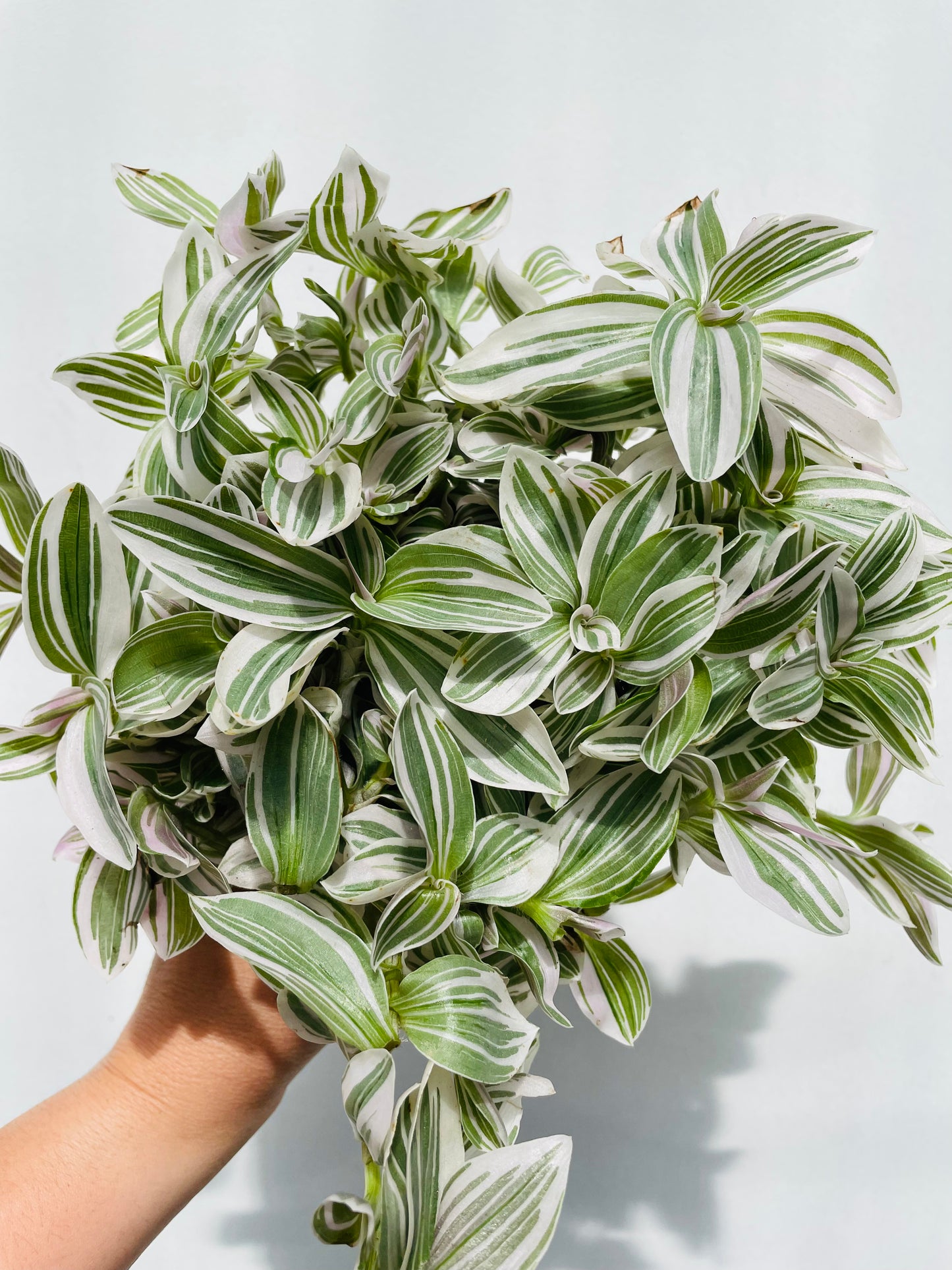 Bilde av Tradescantia 'White Cobra’-Spanne Plantesalg