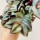 Bilde av Tradescantia zebrina ‘Pink Joy’, 10,5 cm potte-Spanne Plantesalg